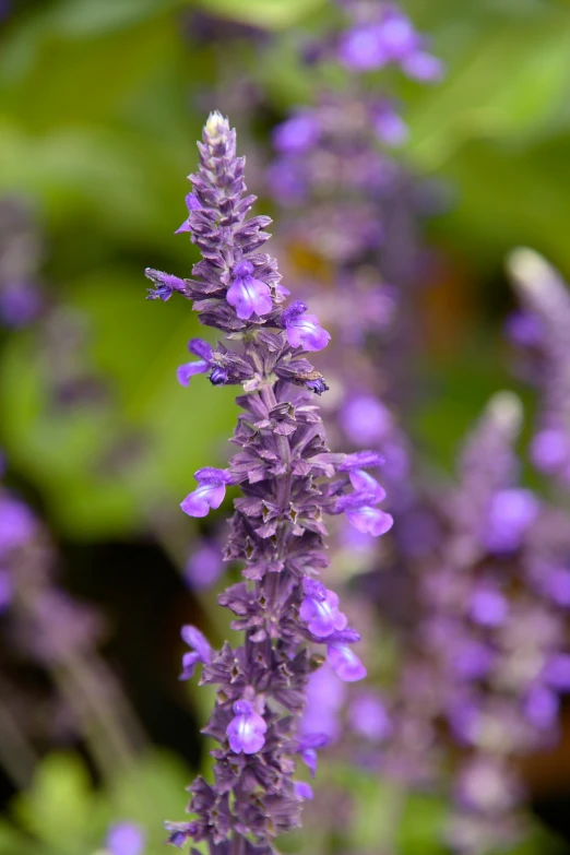 purple flowers growing out of the middle of green