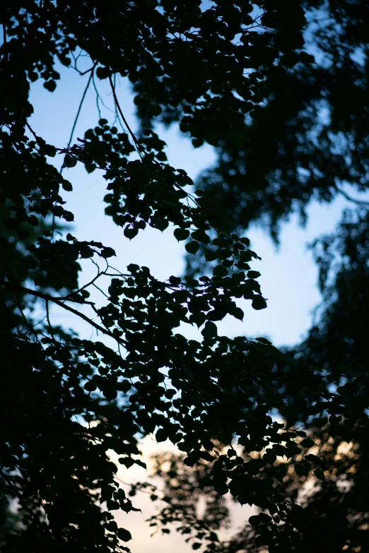 the leaves are hanging over looking the sky