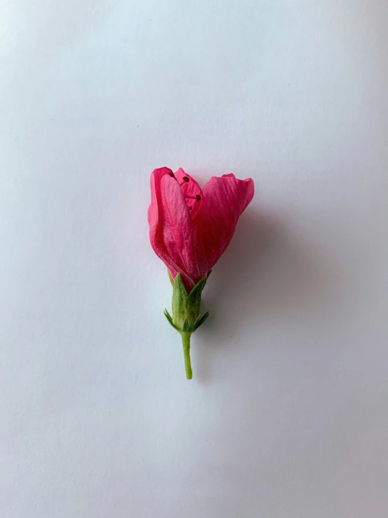a single pink rose that is laying on a table