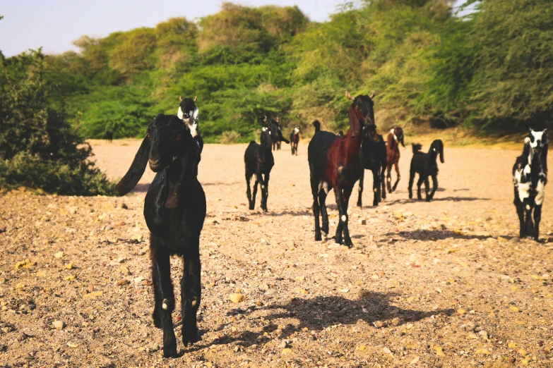 a bunch of horses walking on top of a dirt field