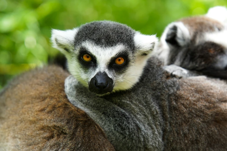 two baby monkeys are on their mothers back