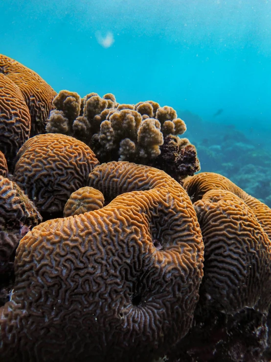 a group of corals in clear blue water