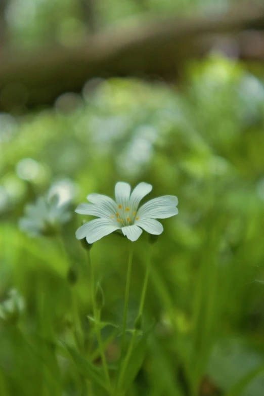 some white flowers on some green grass and some rocks