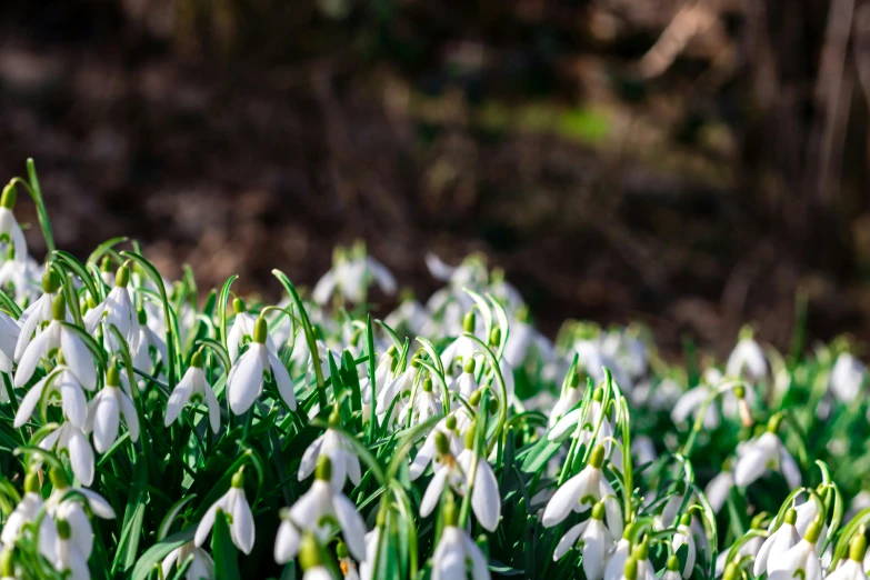 a bunch of snowdrops that are laying on the ground