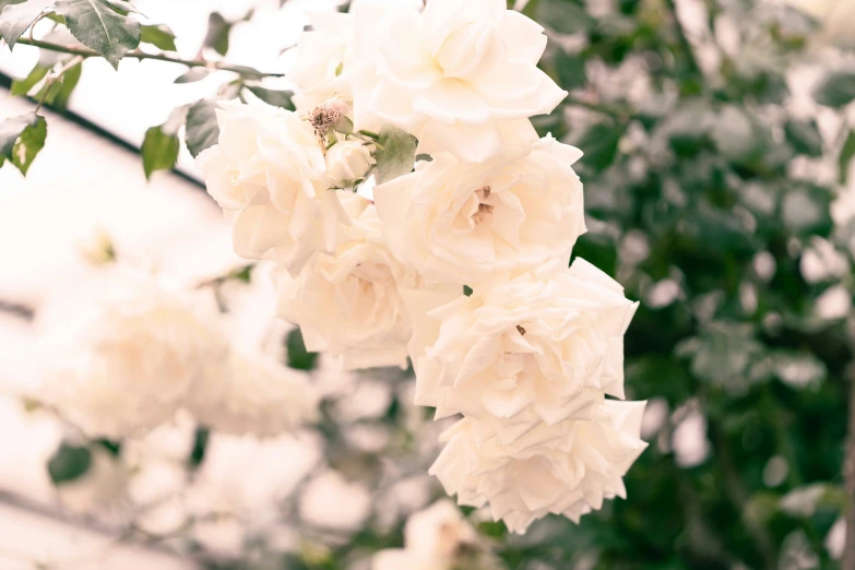 the large white flowers are blooming in the tree