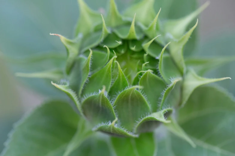 this image shows the inside part of a large flower