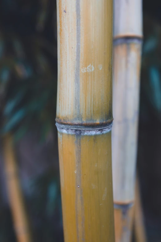 a close up of the trunks of two bamboo poles