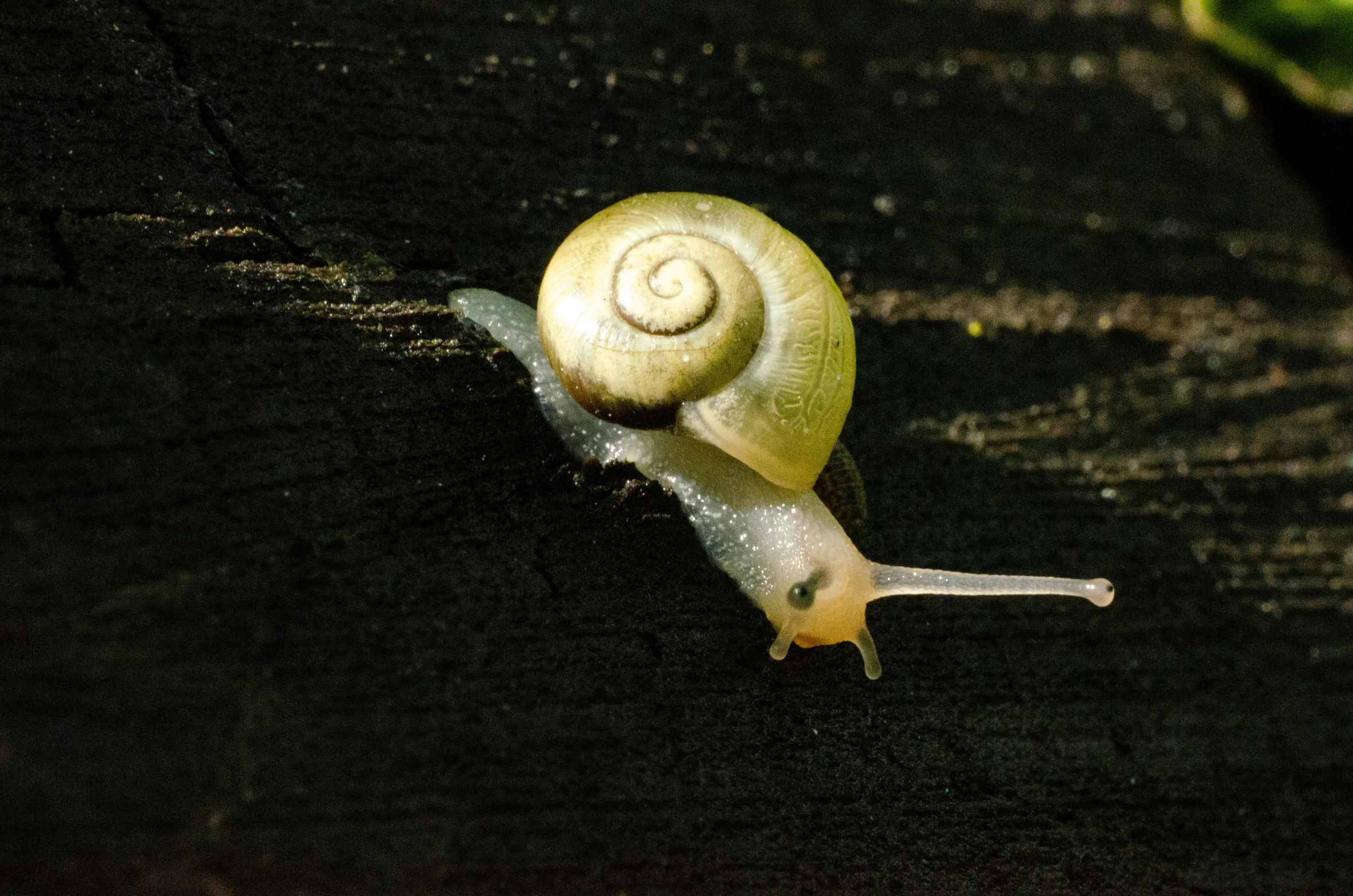 a snail in the dark near some apples