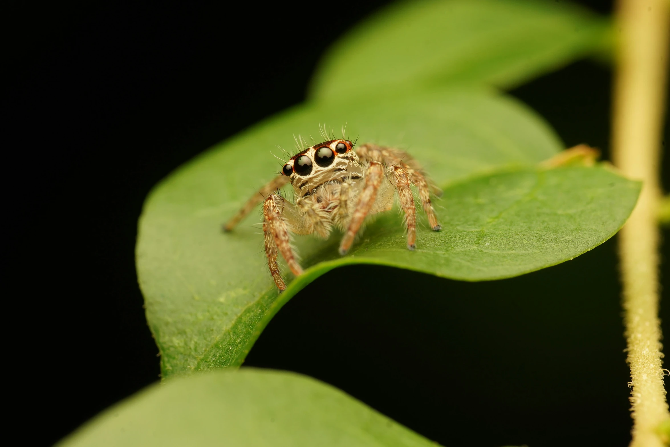 a brown spider is sitting on top of a green leaf