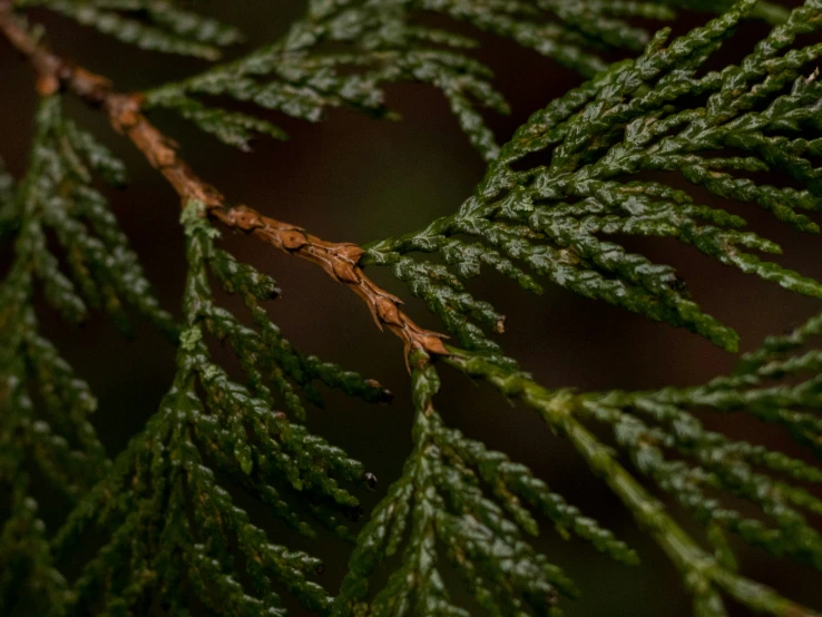 a tree nch with many thin leaves