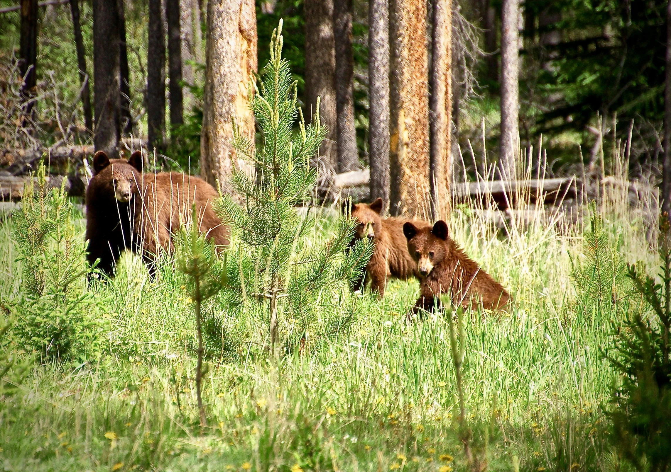 a brown bear and her cubs in a forest