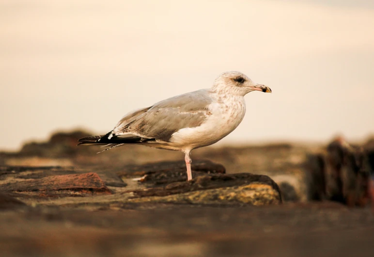 seagull sitting on a rock while looking off in the distance