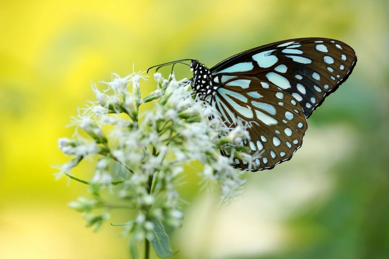 a close up of a erfly on a flower