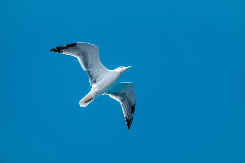 the white and black bird is flying in the blue sky