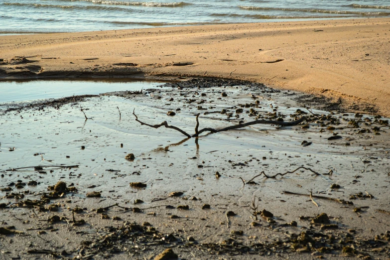 there is a broken tree lying in the sand