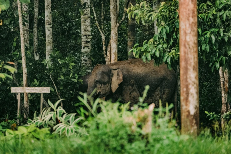 a large elephant standing in front of a forest
