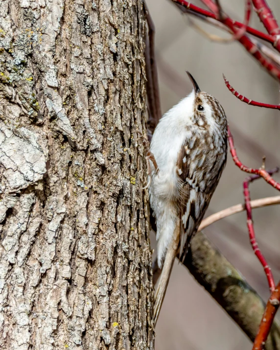 an owl sits up on a tree limb