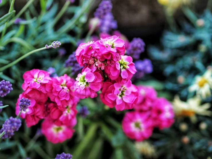 pink flowers with some purple, yellow and white flowers