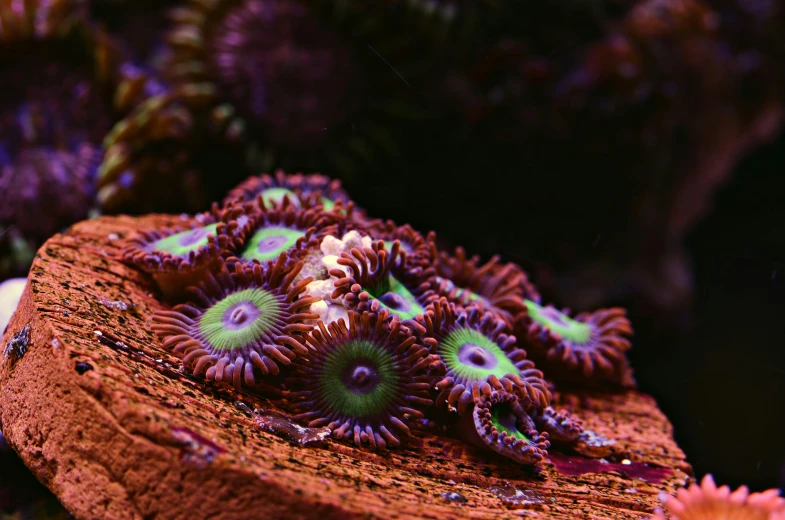 an orange and green sea squirt on display