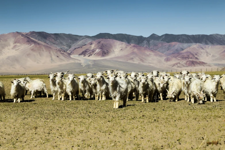 a herd of sheep standing on top of a grass covered field