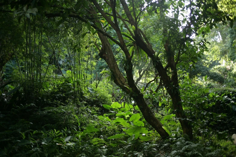 a wooded area is seen in this image