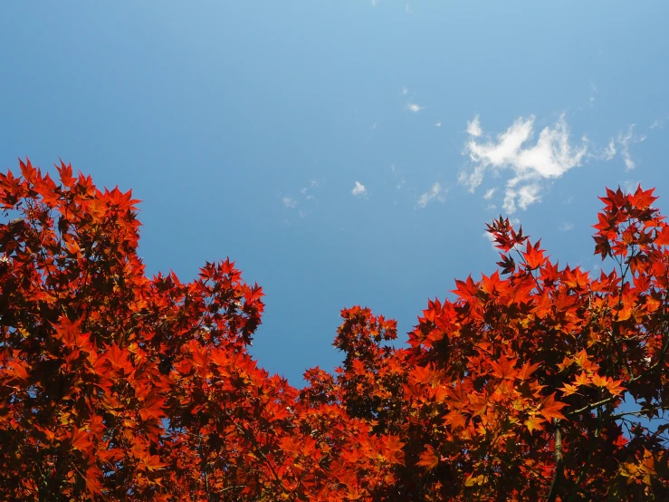 some leaves are showing on the red orange tree