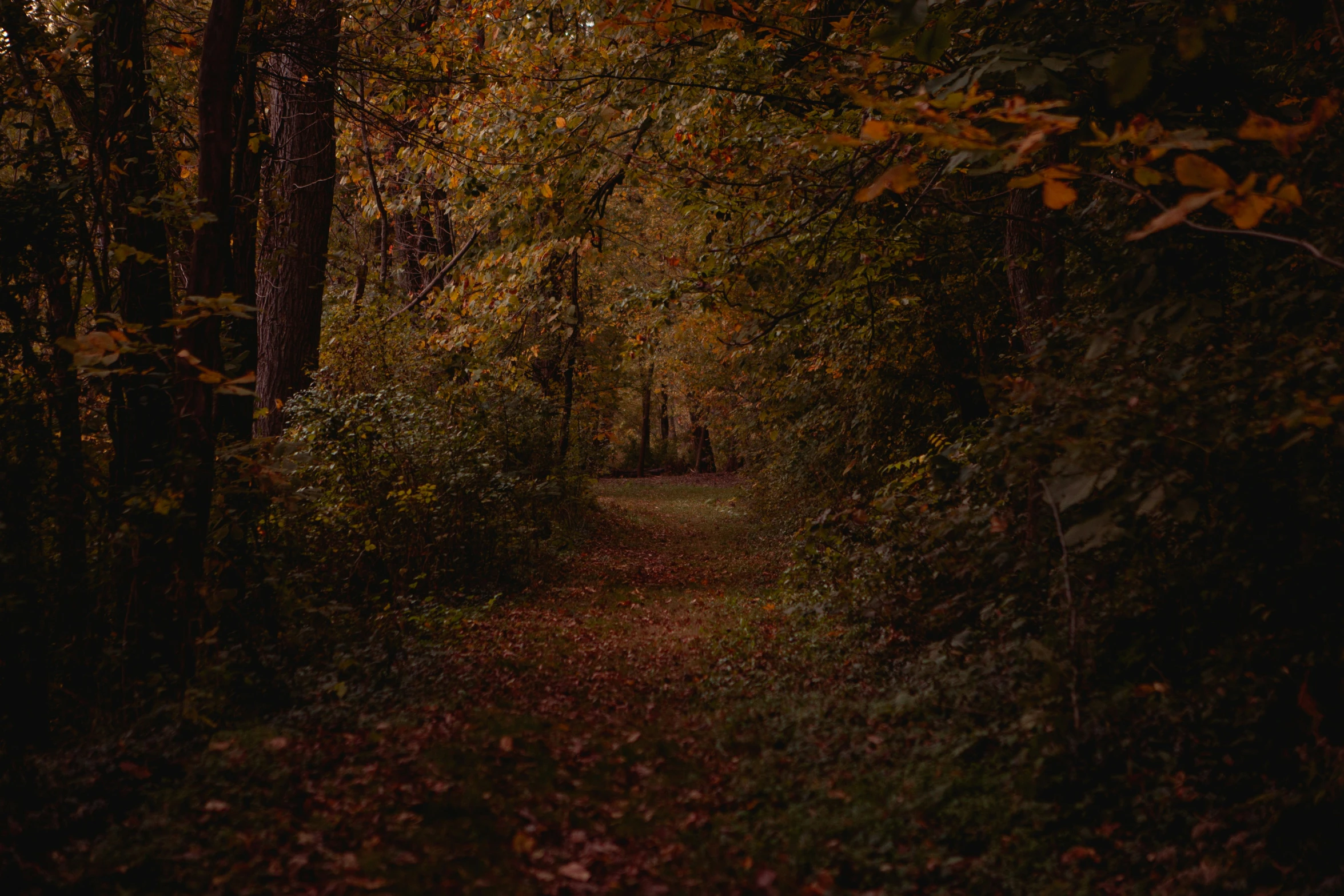 a path in the woods with some trees