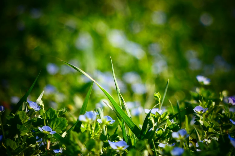 grass and flowers in a meadow with soft sunlight