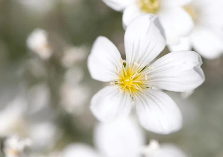a close up picture of white and yellow flowers