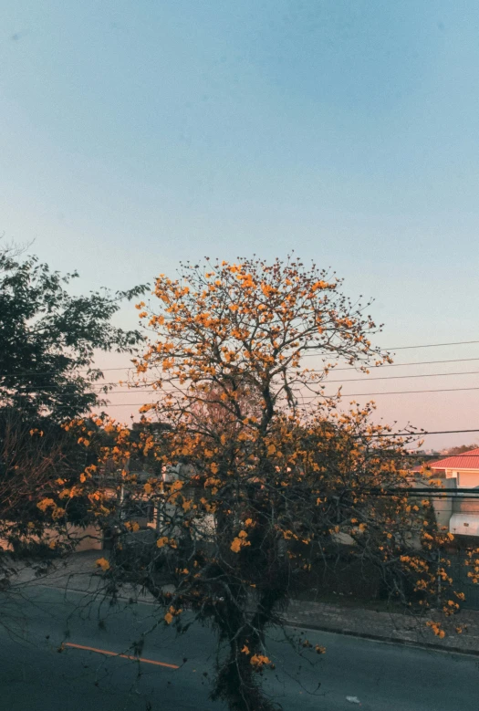 an old tree sits in front of a stop sign