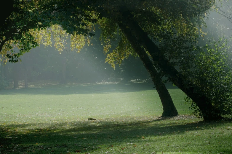 light coming through trees in a grassy field