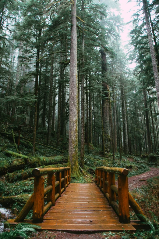 a wooden bridge leads across a heavily wooded forest