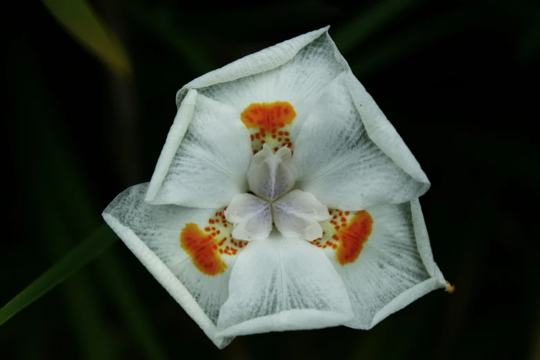 white and orange flower with a green stem