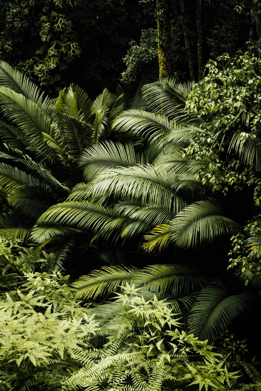 a very big leafy area with some trees in it