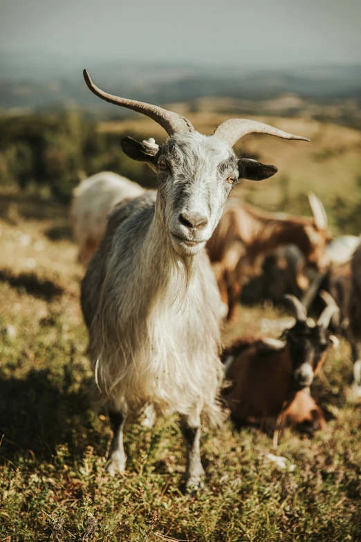 a herd of goats that are walking through the grass