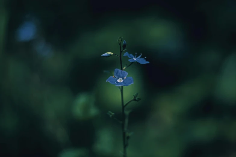 close up of a blue flower against a black background