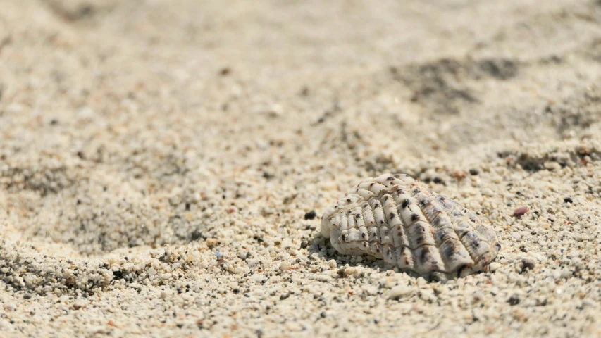 a closeup of a small shell on the sand