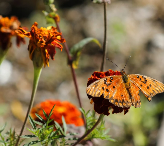 a small orange erfly is flying off of a flower