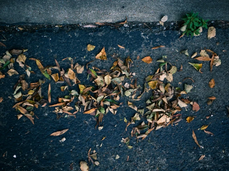 leaves litter down from the sidewalk on a residential street