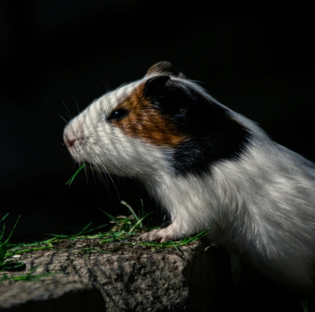 a black and white guinea pig eating grass