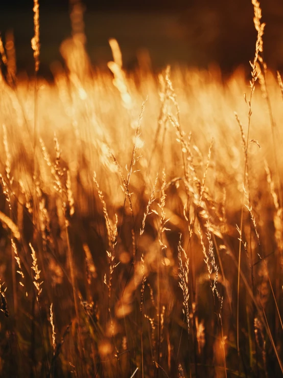 some very tall grass and some tall weeds