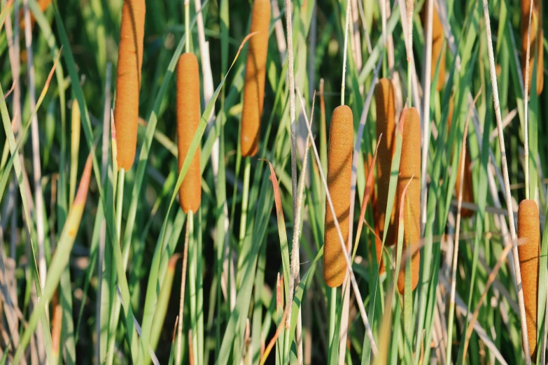 several tall plants with long stems growing out of them