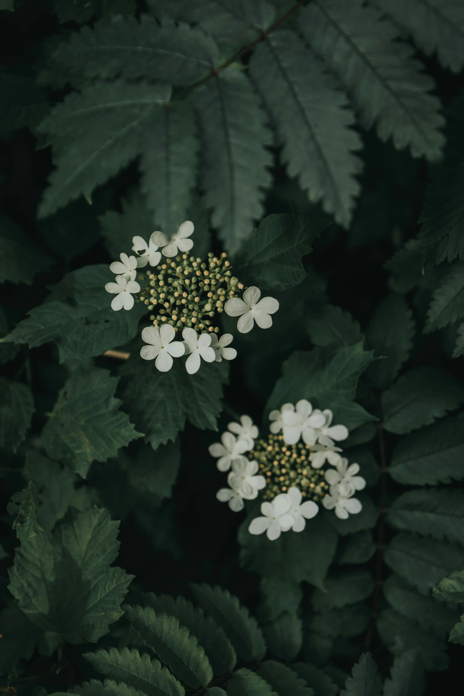 four little white flowers in the woods