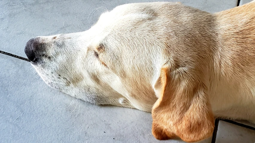 a big brown dog laying on top of a floor