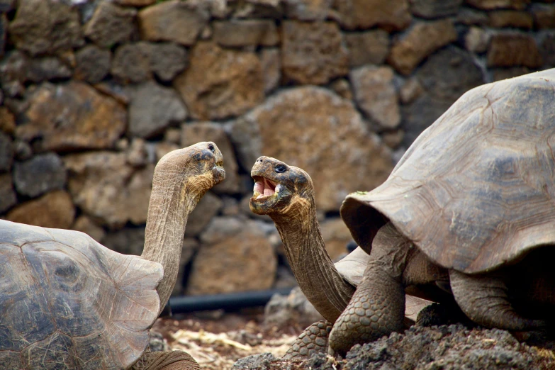 two large and small turtles eating off the ground