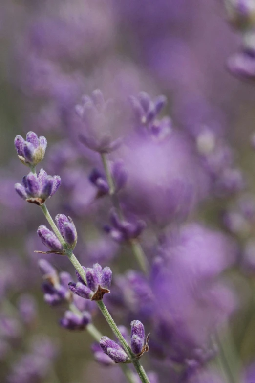 a bunch of purple lavender flowers blooming in a garden