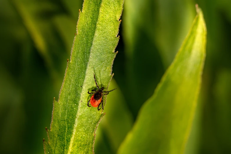 a red bug on a green stem