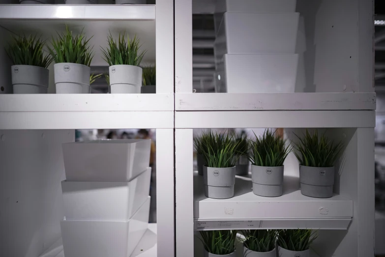 shelves with pots filled with plants sitting next to each other