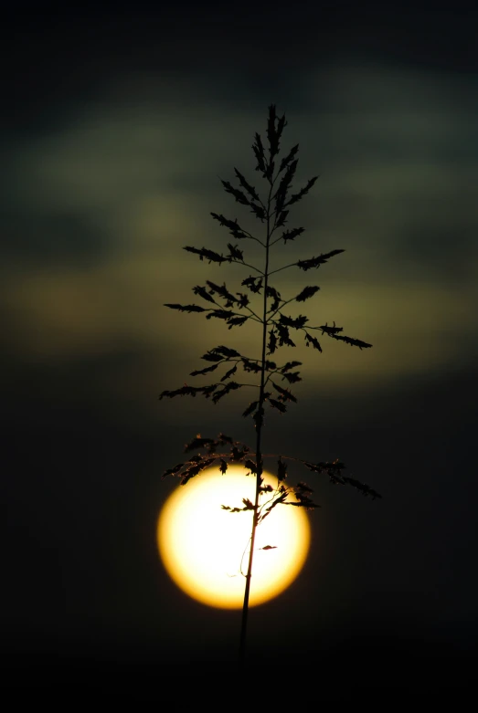 a tall tree in front of the sun
