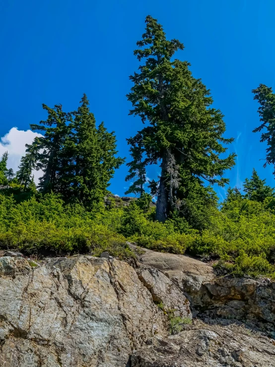 a rocky area with lots of trees in it